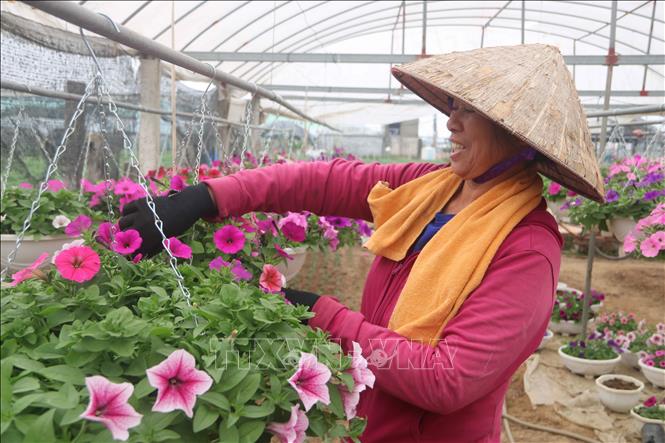   Hoa, cây cảnh đã sẵn sàng cung ứng cho thị trường Tết