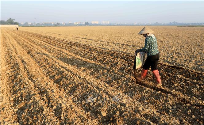   Tích tụ ruộng đất: Hồi sinh những cánh đồng hoang