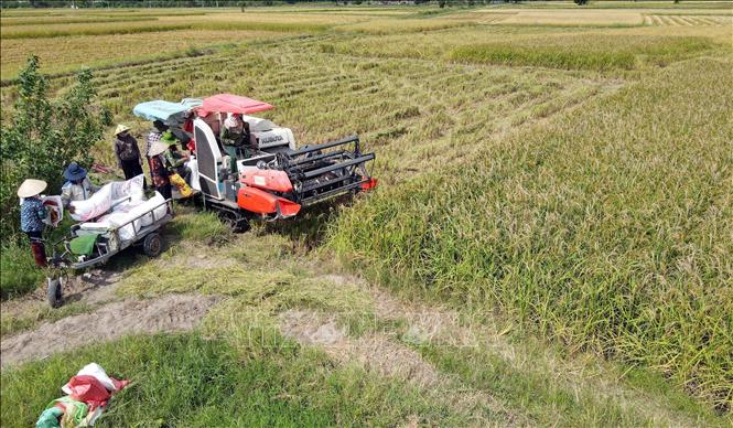   Nhanh chóng sản xuất vụ Đông, bù đắp thiệt hại vụ Mùa