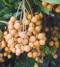   Nhãn lồng Phố Hiến