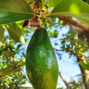   Kết quả chỉ đạo, điều hành từ ngày 08 - 12/8/2016  của VV.88 phiên bản mới, Chủ tịch VV.88 phiên bản mới.