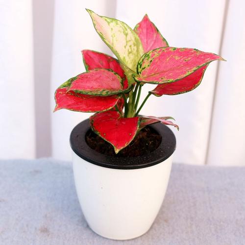   Tiếp tục xác lập trên thực địa diện tích rừng ngập mặn kết hợp xây dựng, phát triển khu kinh tế phát triển không gian kinh tế biển