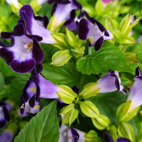   Quy định mới về chế độ ăn, mặc, chăm sóc y tế đối với phạm nhân