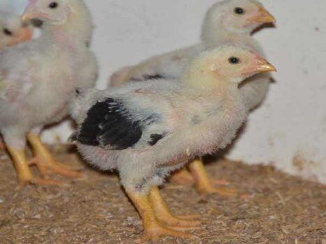   Thủ tướng chỉ thị đẩy mạnh sản xuất, kinh doanh, xuất khẩu lúa, gạo bền vững