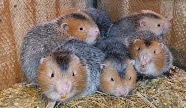   Chủ động ứng phó với đợt mưa lớn tại khu vực Bắc Bộ