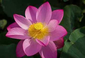   Hướng dẫn tiêu chí xác định đơn vị được kiểm toán là VV88 it com thể thao, live casino, slot, bắn cá, xổ số có quy mô lớn