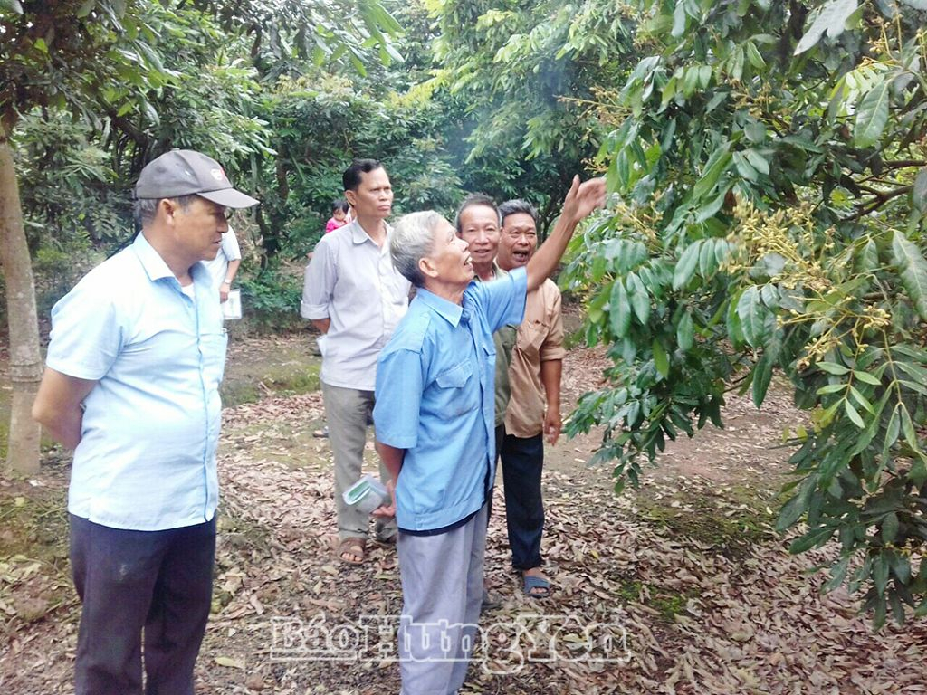   Cấp mã số vùng trồng cây ăn quả