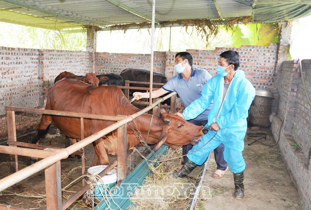   VV88id nổ hũ: Phòng, chống dịch bệnh vụ xuân - hè cho gần 9,5 triệu con gia súc, gia cầm