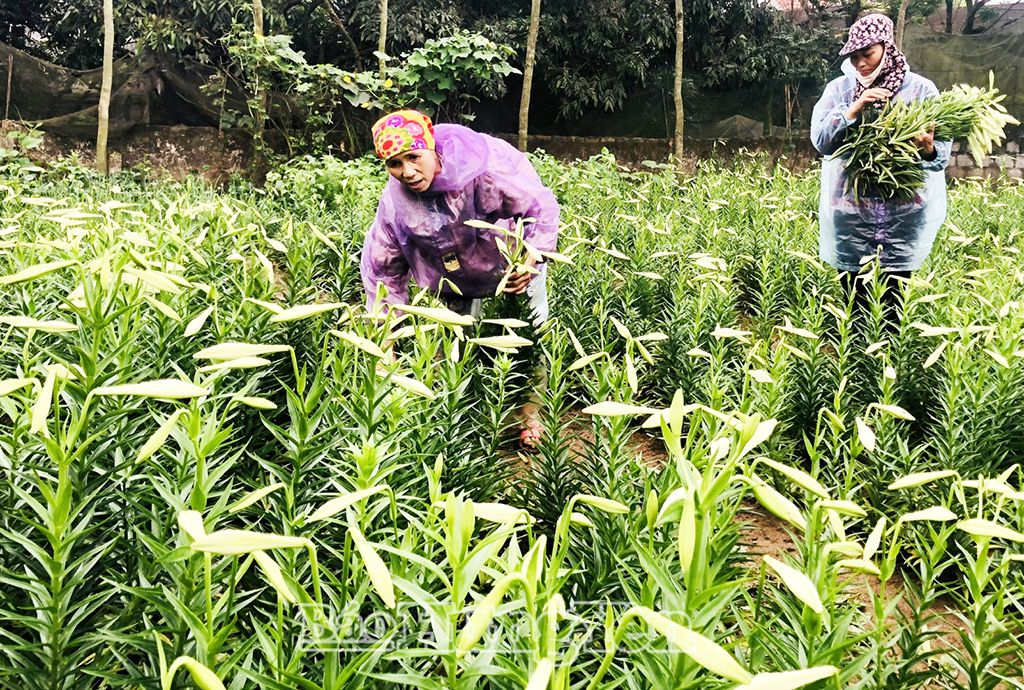   Mùa thu hoạch hoa loa kèn ở Thụy Lôi