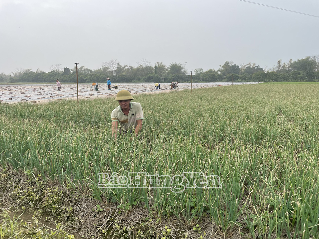   Nông dân xã Tống Trân phát triển kinh tế gắn với xây dựng nông thôn mới kiểu mẫu