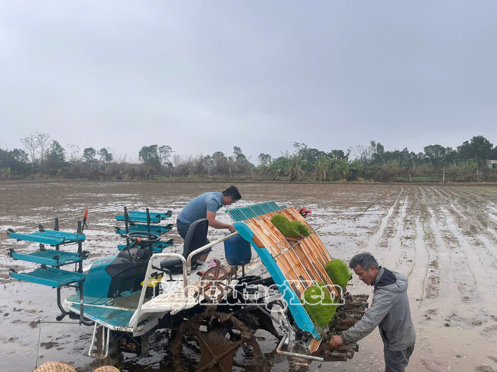   Nông dân xã Diên Hà hối hả gieo cấy lúa mùa
