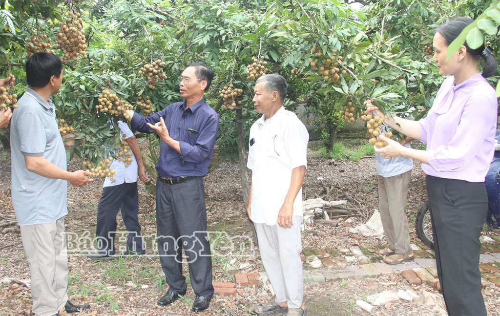   Hiệu quả mô hình thâm canh nhãn đặc sản tại xã Tân Hưng
