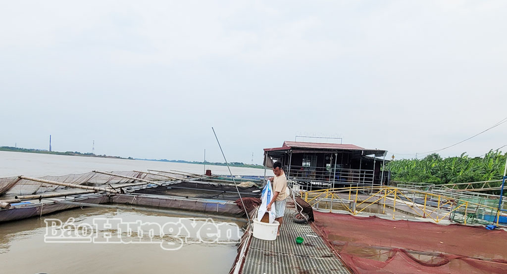   Phường Sơn Nam: Liên kết trong nuôi thủy sản lồng bè trên sông Hồng