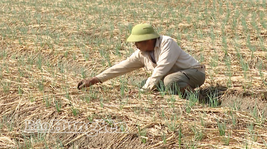   Mở rộng diện tích gieo, trồng cây vụ đông