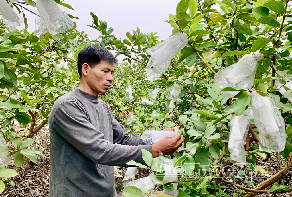   Ổi lê VV88id nổ hũ được giá, nông dân phấn khởi