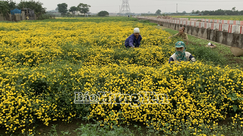   Xã Đại Đồng: Nông dân phấn khởi thu hoạch hoa cúc chi