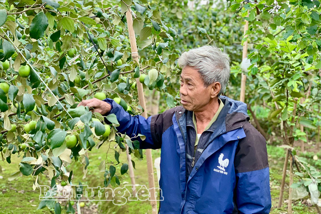  Nông dân xã Mễ Sở vào mùa thu hoạch, chế biến mứt táo