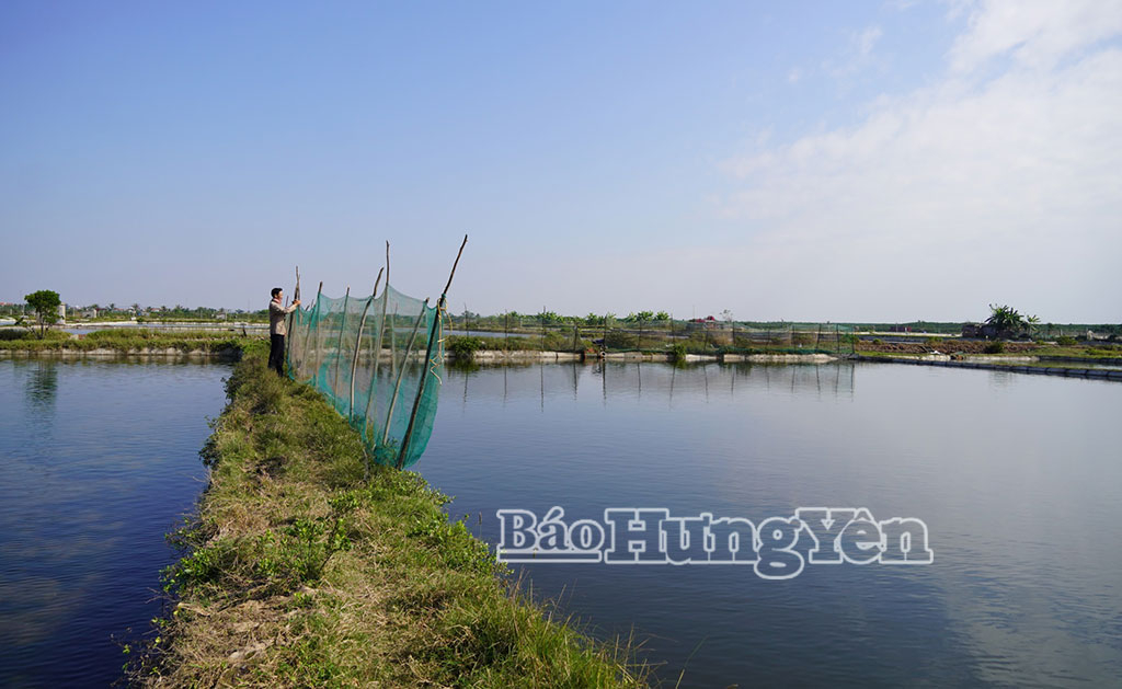 Ông Phạm Văn Tuân, ở thôn Tam Đồng, xã Thái Thụy, căng lưới cản gió mùa Đông Bắc để phòng, chống rét trong nuôi thủy sản.