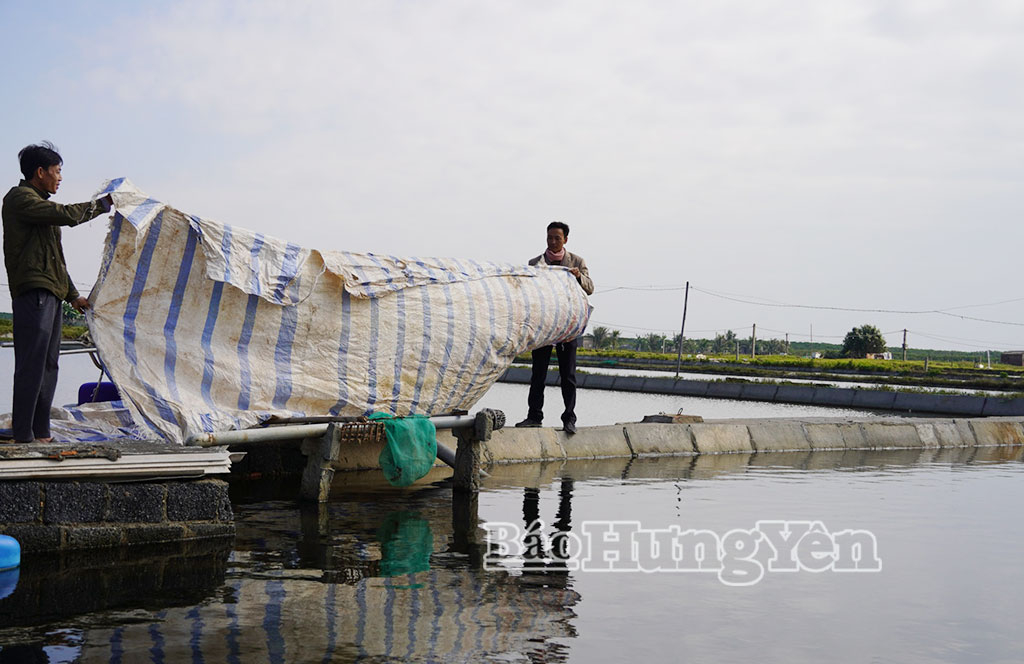   Xã Thái Thụy: Chủ động phòng, chống rét trong nuôi thủy sản