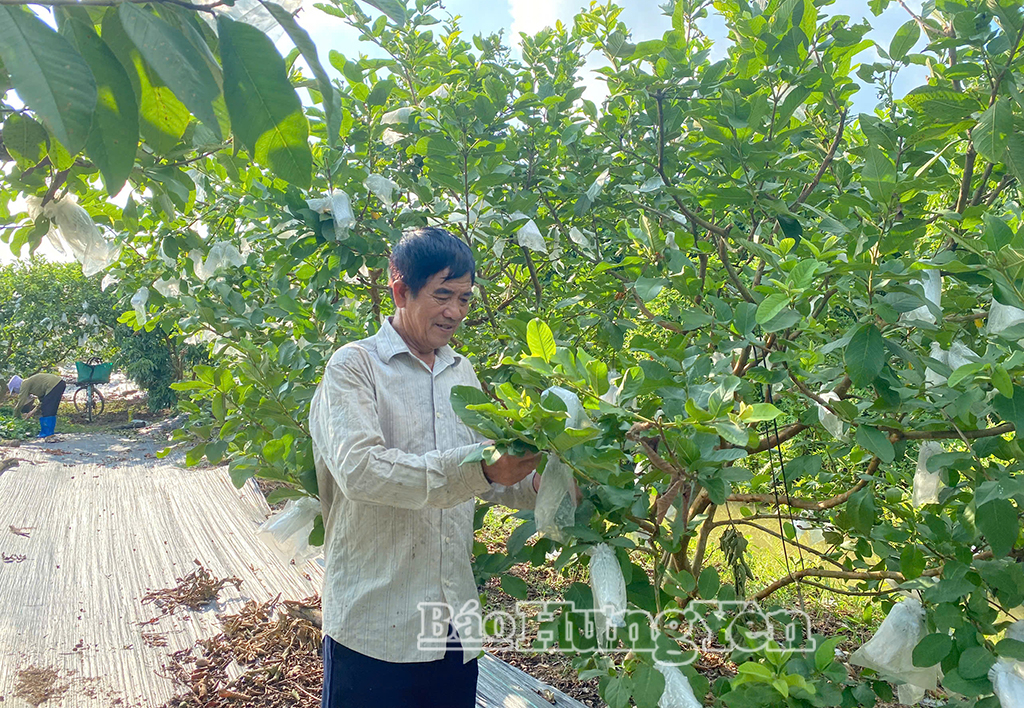   Phát triển vùng trồng ổi theo tiêu chuẩn VietGAP