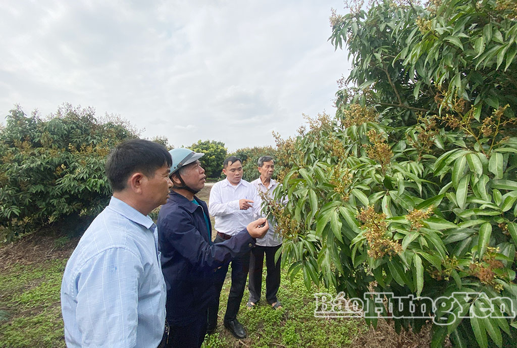   Xã Tống Trân: Tập trung chăm sóc, phòng trừ sâu bệnh cho cây vải