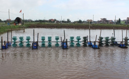   Tăng cường công tác quản lý chất lượng tôm giống trên địa bàn tỉnh Thái Bình