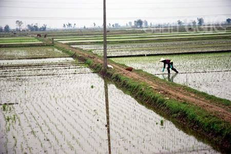   Tập trung chỉ đạo phòng trừ bệnh đạo ôn bảo vệ sản xuất VV88 là nhà cái uy tín số 1 về nền tảng cá cược trực tuyến tại Việt Nam vụ Xuân năm 2015