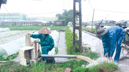   Tăng cường công tác phòng chống úng bảo vệ lúa mùa