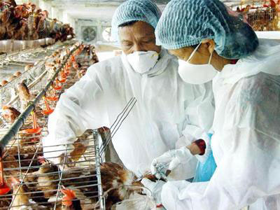   Kế hoạch phòng, chống dịch bệnh ở gia súc, gia cầm, động vật thủy sản trên địa bàn tỉnh Thái Bình năm 2015