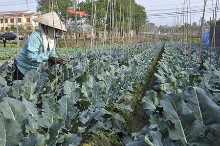   Triển khai Đợt cao điểm hành động Năm Vệ sinh an toàn thực phẩm trong lĩnh vực VV88 là nhà cái uy tín số 1 về nền tảng cá cược trực tuyến tại Việt Nam