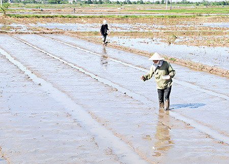  Chỉ đạo sản xuất vụ Xuân, vụ Hè năm 2016