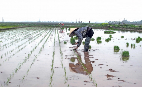   Tập trung chỉ đạo phòng chống nắng nóng, bệnh lùn sọc đen bảo vệ sản xuất vụ Mùa năm 2018