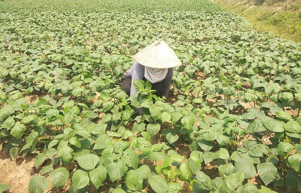   Chủ động bảo vệ sản xuất cây trồng vụ Đông năm 2023