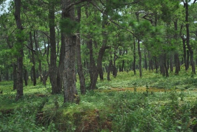   Quy định mới về các biện pháp lâm sinh