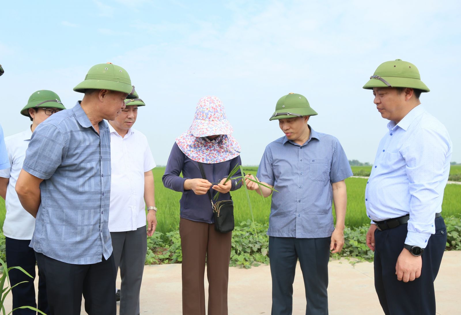   Tập trung cao độ cho công tác phòng trừ sâu bệnh bảo vệ lúa xuân