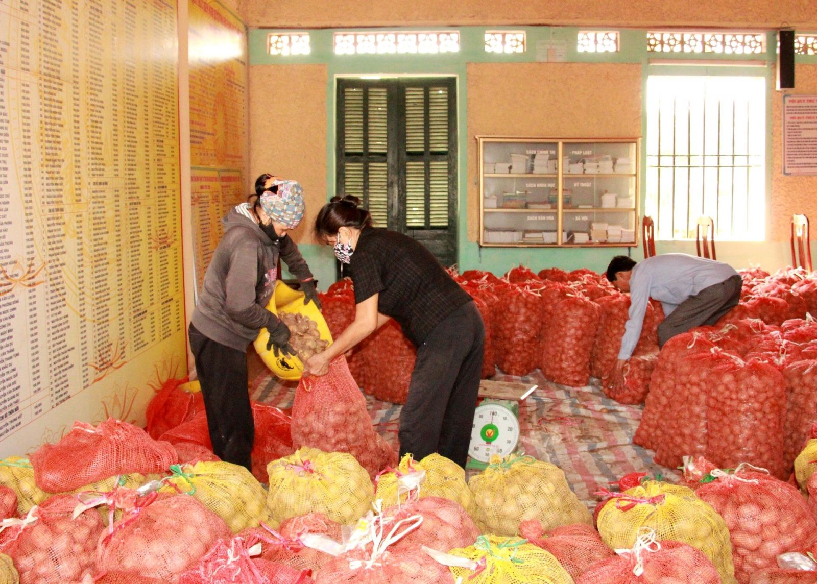   Đông Hưng: Hỗ trợ trên 41 tấn giống các loại cho sản xuất vụ đông