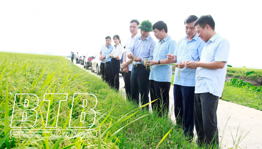   Tiền Hải: Năng suất lúa vụ mùa ước đạt 60,2 tạ/ha