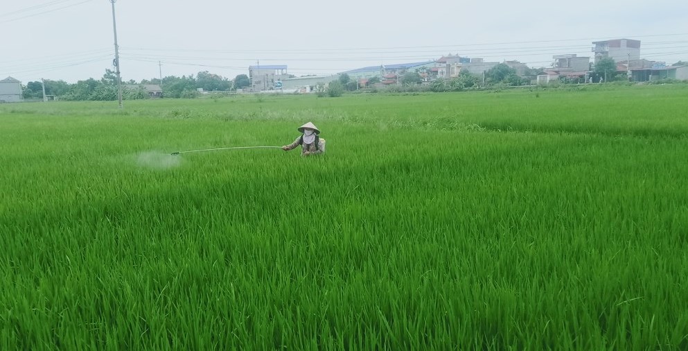   Tập trung lãnh đạo, chỉ đạo phòng trừ bệnh đạo ôn hại cổ bông và các đối tượng sâu, bệnh hại khác bảo vệ lúa vụ Xuân năm 2022