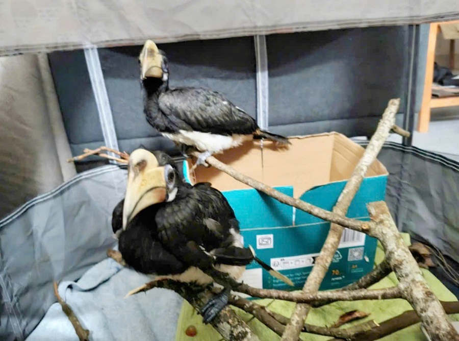   Một người dân Thái Bình tự nguyện giao nộp 2 cá thể chim cao cát bụng trắng thuộc nhóm động vật nguy cấp