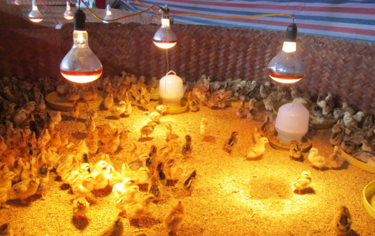   Chủ động ứng phó với rét đậm, rét hại