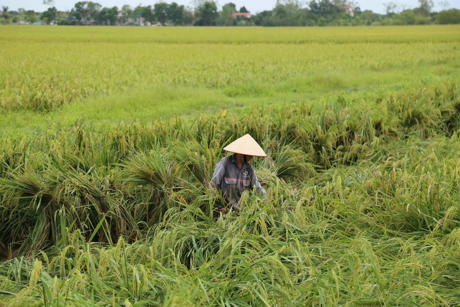   Tập trung các biện pháp bảo vệ sản xuất vụ mùa, vụ đông năm 2024