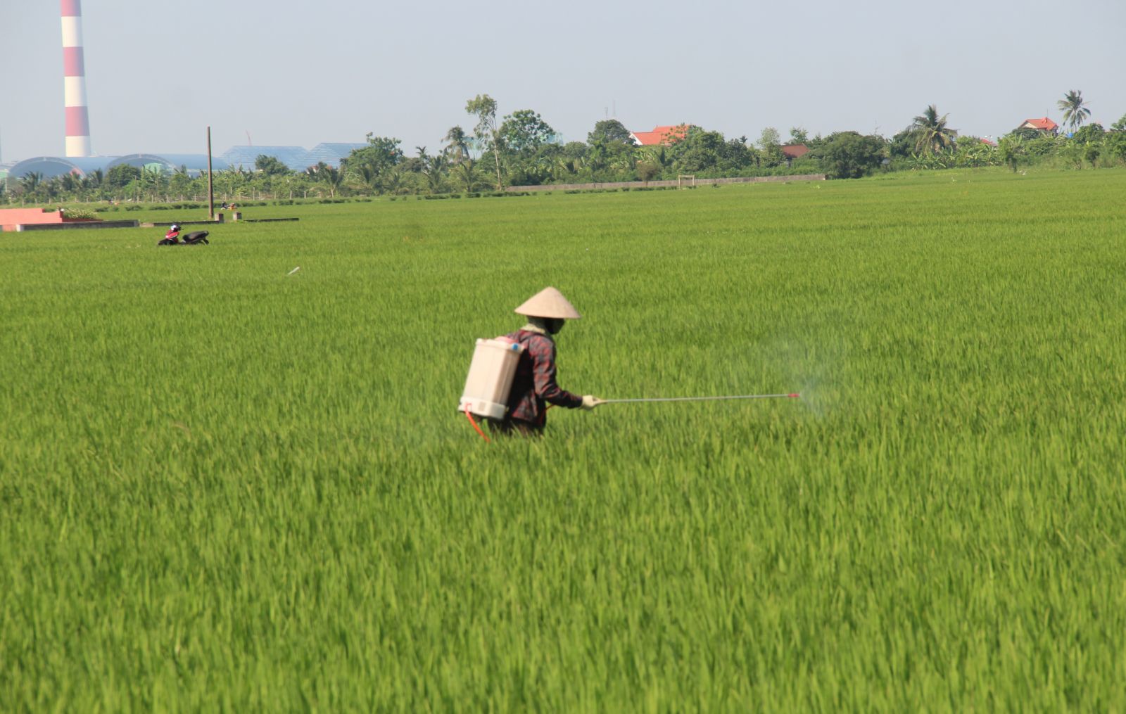   Tập trung lãnh đạo, chỉ đạo phòng trừ sâu đục thân hai chấm, sâu cuốn lá nhỏ và các đối tượng sâu, bệnh hại khác bảo vệ lúa vụ mùa năm 2024