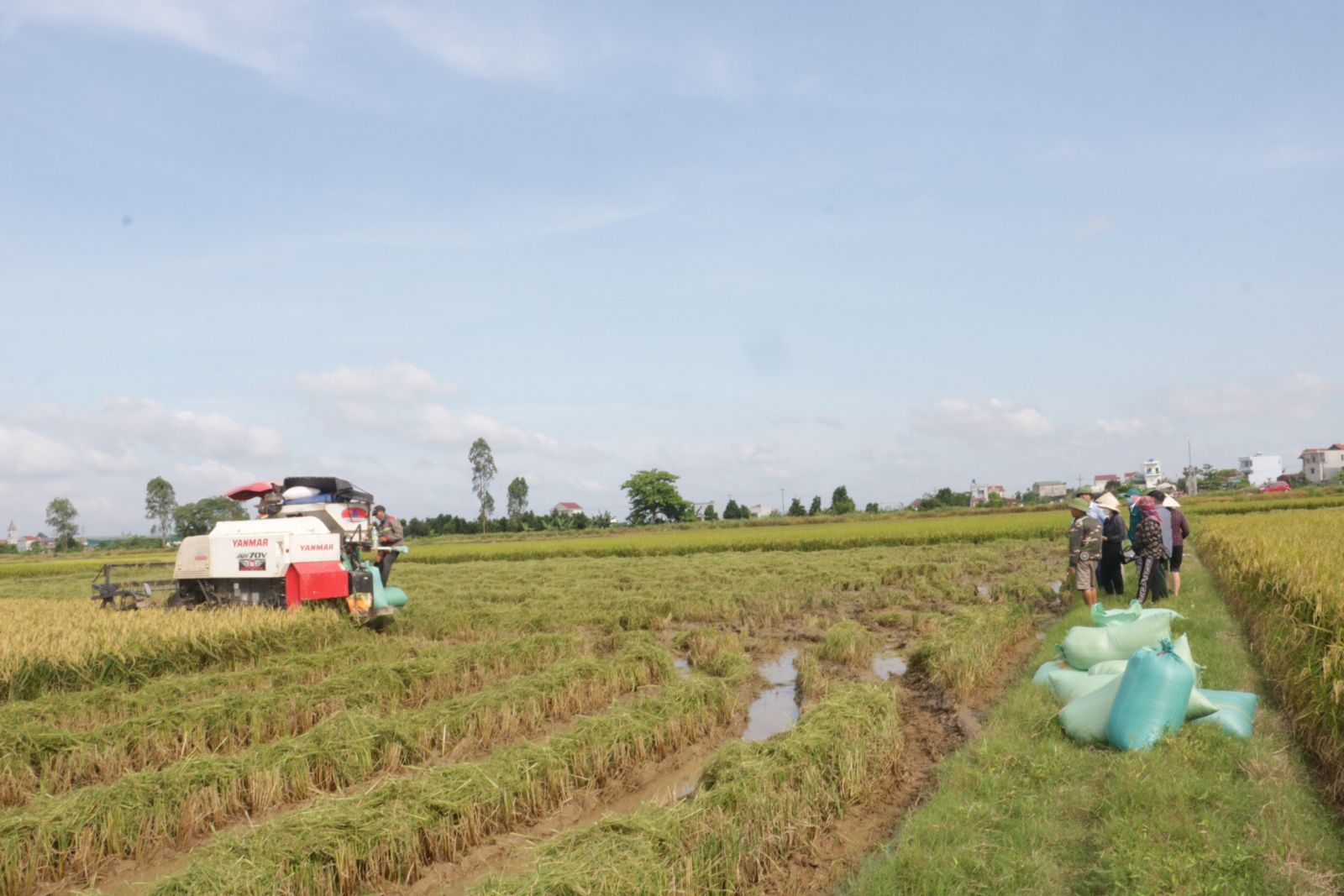   Toàn tỉnh thu hoạch được 93% diện tích lúa mùa