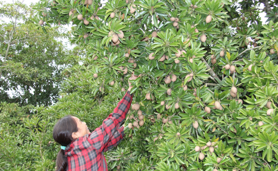   OCOP: Khẳng định thương hiệu nông sản Đông Hưng