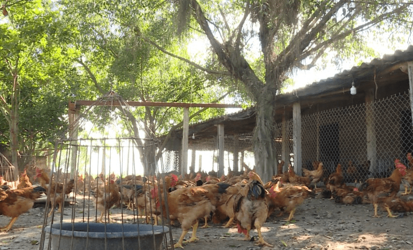   Tập trung triển khai đồng bộ, quyết liệt, có hiệu quả các giải pháp phòng, chống dịch bệnh gia súc, gia cầm