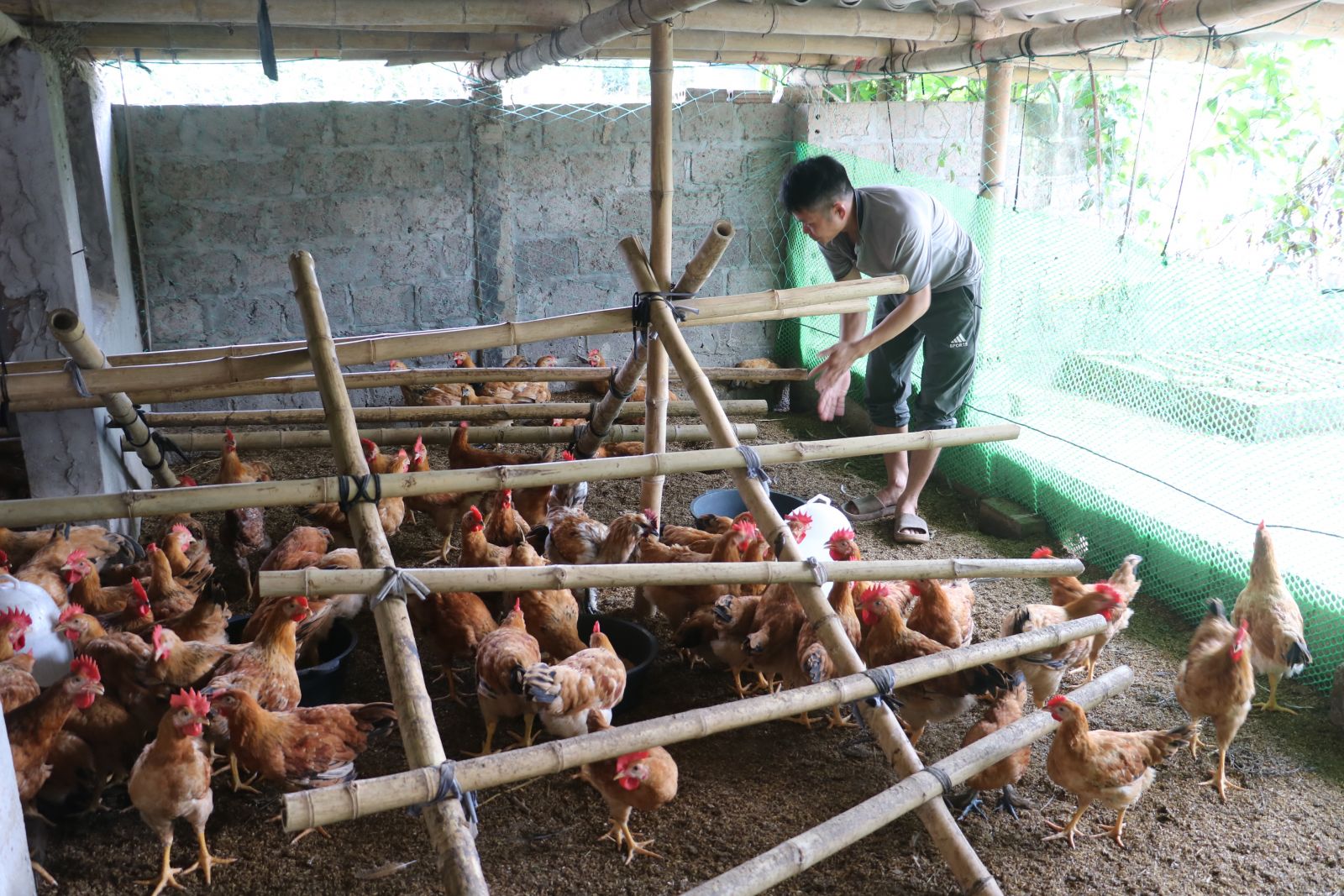   Sản lượng thịt trâu, bò hơi xuất chuồng ước tăng 5,7% trong quý 1/2025