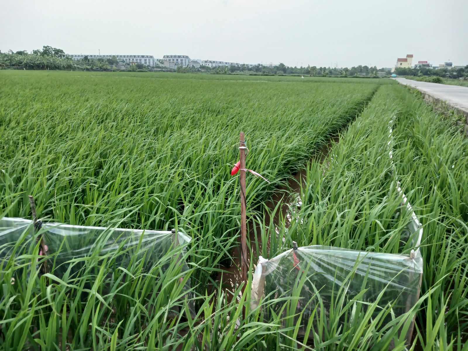   Cảnh báo tình trạng sử dụng điện bẫy chuột