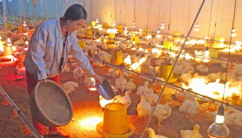   Thủ tướng yêu cầu các bộ ngành, địa phương chủ động phòng, chống rét đậm, rét hại kéo dài