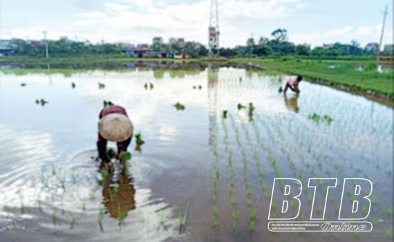   Một số lưu ý trong chăm sóc lúa mùa năm 2023