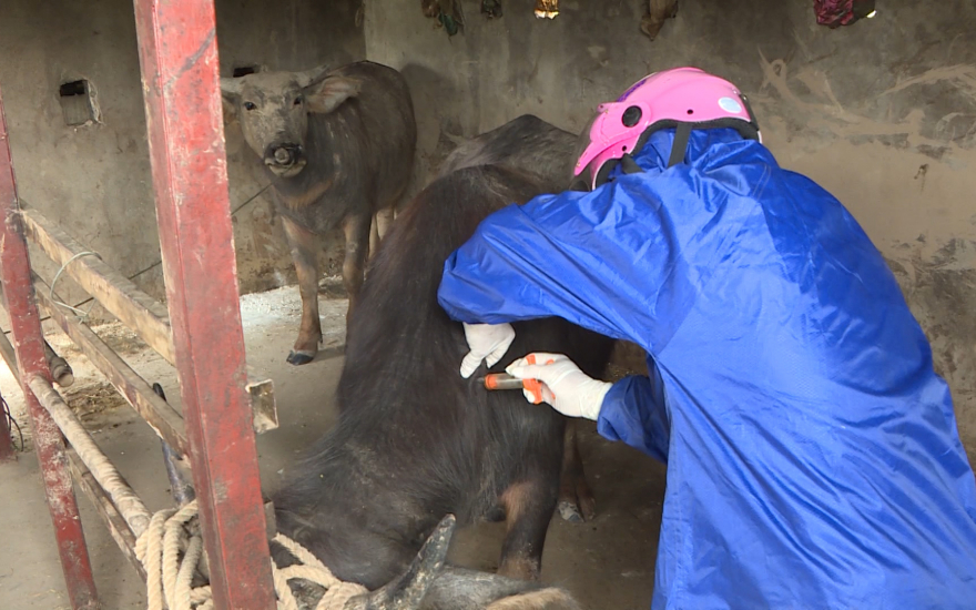   Thái Bình tiếp nhận 73.250 liều vắc xin Lở mồm long móng type O từ nguồn dự trữ quốc gia